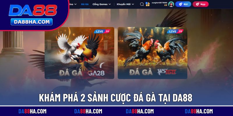 Tổng hợp 2 sảnh đá gà chính