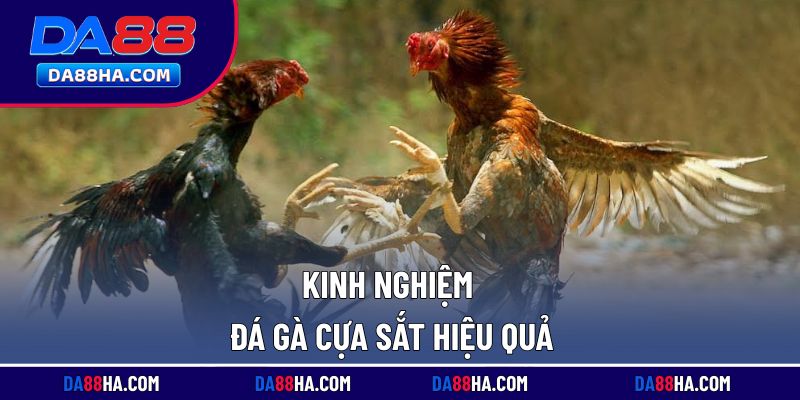 Bí quyết chơi đá gà cựa sắt hiệu quả trên hệ thống