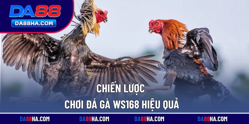 Bí quyết và kinh nghiệm chơi đá gà đạt hiệu quả cao