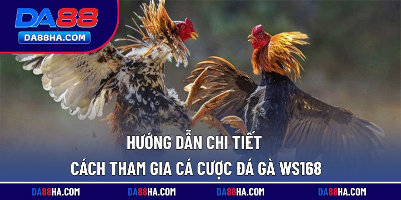 Các bước tham gia cá cược đá gà WS168 dành cho hội viên