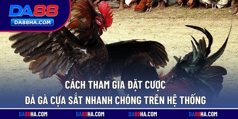 Các bước tham gia đặt cược đá gà đơn giản trên nền tảng
