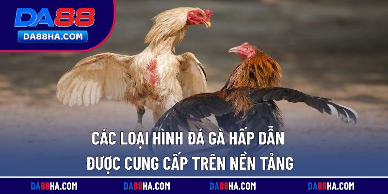 Các thể loại đá gà hấp dẫn đang có mặt trên nền tảng