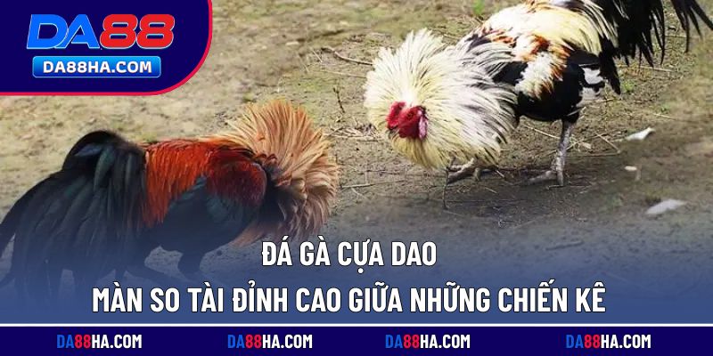 đá gà cựa dao