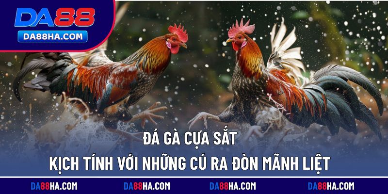 đá gà cựa sắt