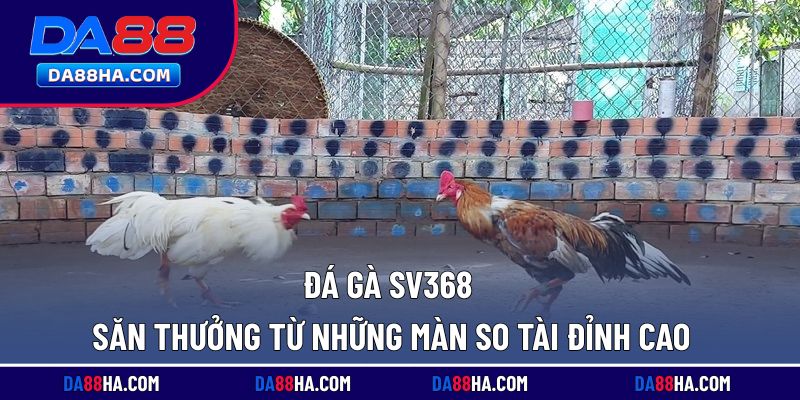 đá gà sv368