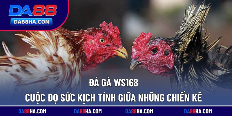 đá gà ws168
