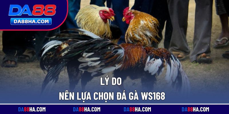 Điểm mạnh nổi bật khi tham gia đá gà tại nhà cái