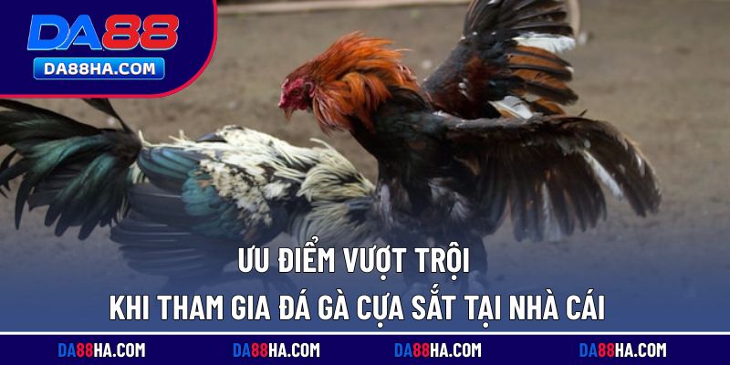 Điểm mạnh nổi bật khi tham gia đá gà tại nhà cái