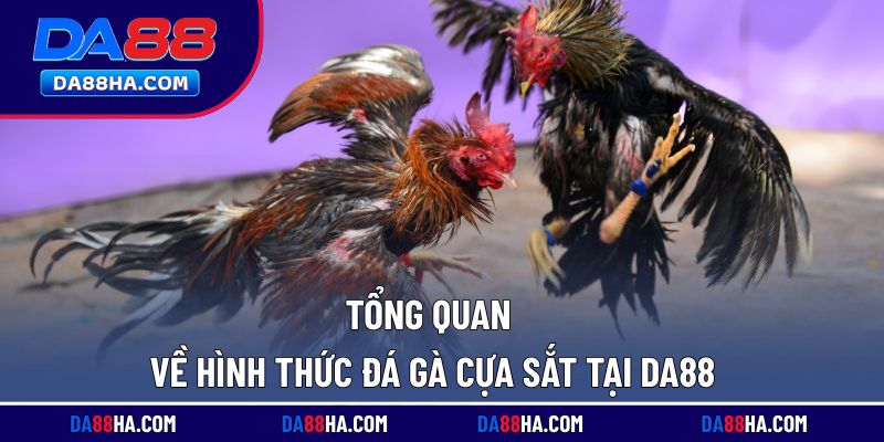 Khám phá về loại hình đá gà cựa sắt tại nhà cái