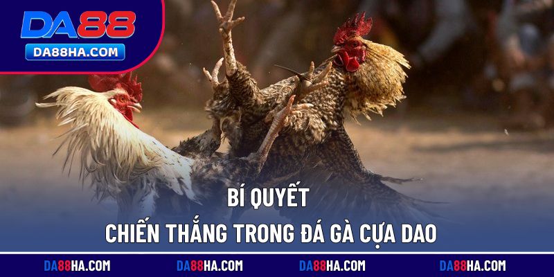 Kinh nghiệm chọn gà thi đấu hiệu quả cho người mới