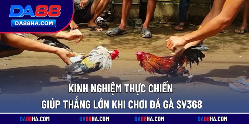 Kinh nghiệm giúp nâng cao tỷ lệ thắng khi chơi đá gà SV368