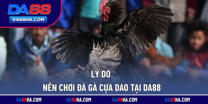 Những quy định cơ bản trong hình thức đá gà sử dụng cựa dao