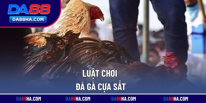 Những quy tắc trong đá gà mà tân thủ cần nắm rõ