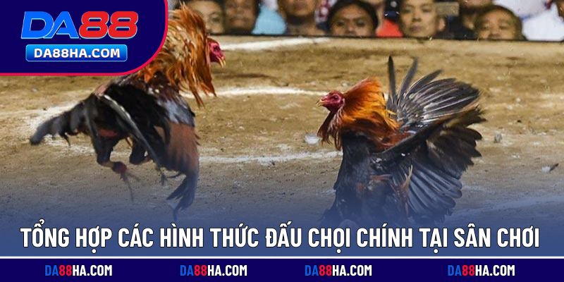 Danh sách những loại hình đấu chọi thường gặp
